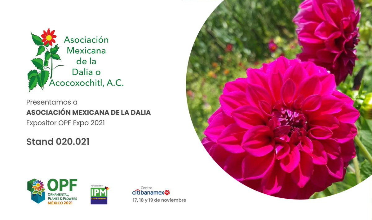 Asociación Dalia (@AsociacionDalia) / Twitter Asociación Dalia (@AsociacionDalia) / Twitter