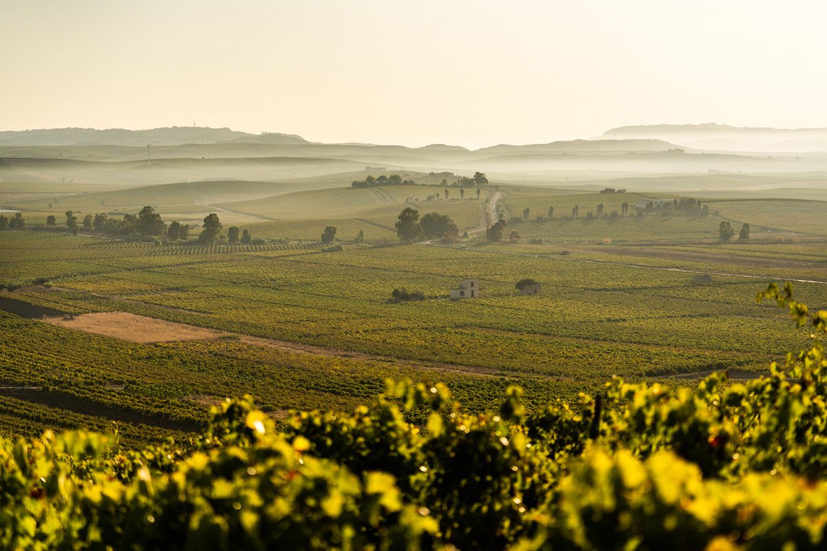 Colangelo & Partners (@colangelopr) on Twitter photo The future looks bright for Sicilian wine as the next generation of Sicilian ambassadors paves the way for success, embracing tradition and revival.
Follow the link below to read <a href="/WinesOfSicily/">Wines of Sicily</a>'s feature in VinePair's latest article from <a href="/DevinParr/">Devin Parr</a>
bit.ly/3C3vI5m The future looks bright for Sicilian wine as the next generation of Sicilian ambassadors paves the way for success, embracing tradition and revival.
Follow the link below to read <a href="/WinesOfSicily/">Wines of Sicily</a>'s feature in VinePair's latest article from <a href="/DevinParr/">Devin Parr</a>
bit.ly/3C3vI5m
