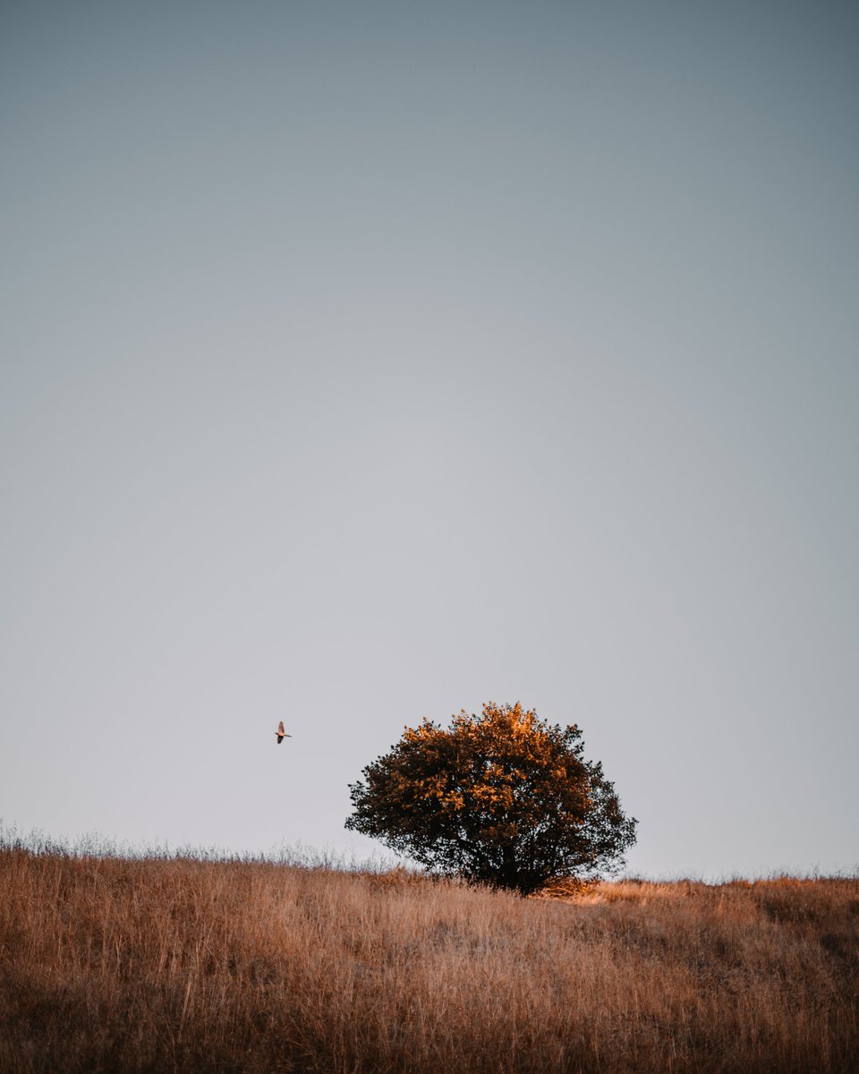 FCEEVIPER🐍🌹 tweet media