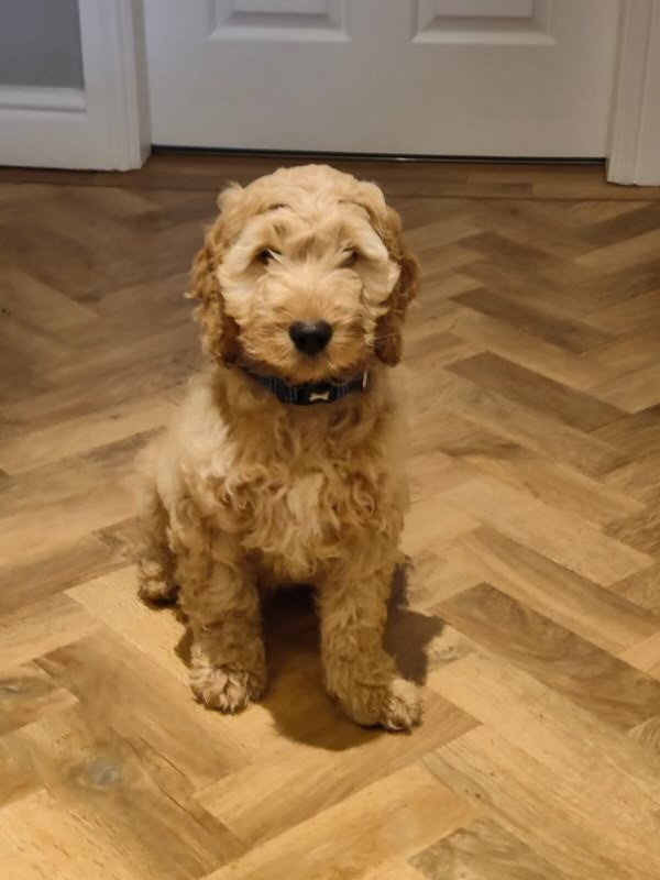 torque_law's tweet photo. Auggie is the latest edition to Torque Paw! He's currently working from home undergoing essential training, we're keeping our fingers crossed that Emma Whiting will bring him to see us soon!
Is an office dog a good idea?
#TeamTorque #dogsatwork https://t.co/sh2pKsIcRq