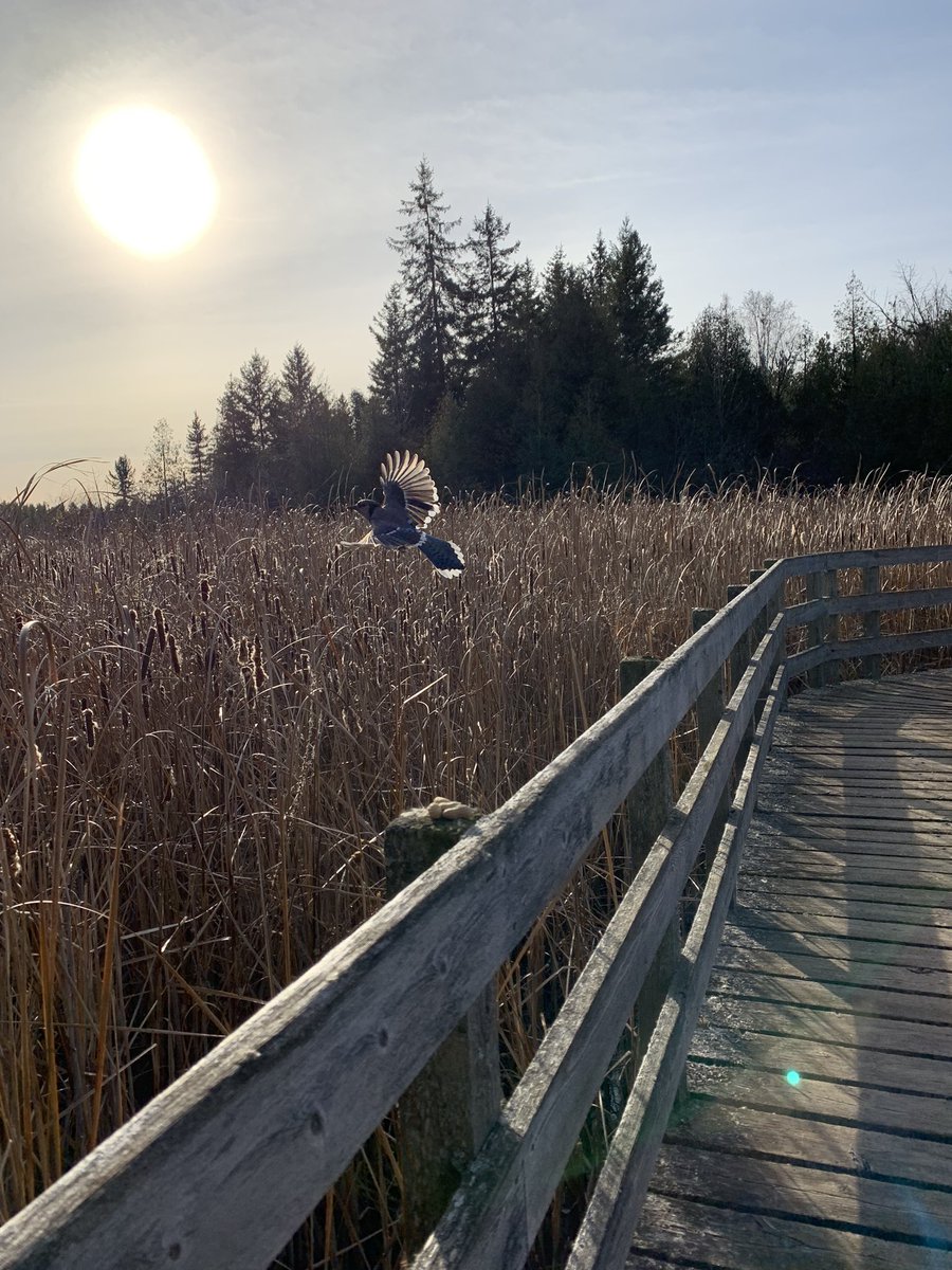 tbeau27's tweet photo. #RoBeau and I #escaped to #nature early this #morning for some #oneonone time, and to feed the #wingedones together. The #bluejays are always very special #forestbathing #medicine @beauchamplinds https://t.co/DUhhdqrS8r