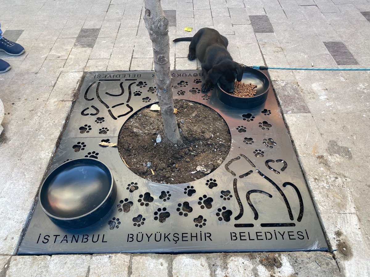 istanbulbld's tweet photo. Mama kaplı ağaç dibi ızgara uygulamamızı minik dostumuz beğenmişe benziyor.🐾

Ne derseniz İstanbul'a yayalım mı? https://t.co/7l6aPwTMTE