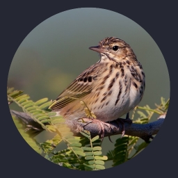 audiotool's tweet photo. Dont miss this new mega trend in music: Birdcore https://t.co/pKmQpPtj85 #birdcore #seafoamandthewind #audiotoolmusic #audiotoolartists #audiotool #freeDAW #onlineDAW https://t.co/tgpJPTD44J