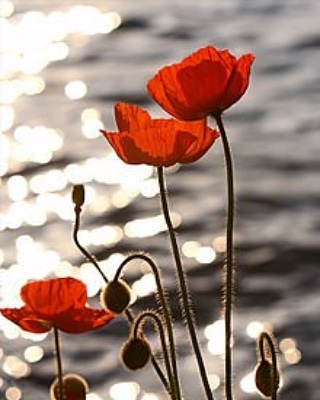 Thank you to all service members past &amp; present for your service &amp; sacrifice 
#LestWeForget 
#RemembranceDay 
#ThankYouForYourService