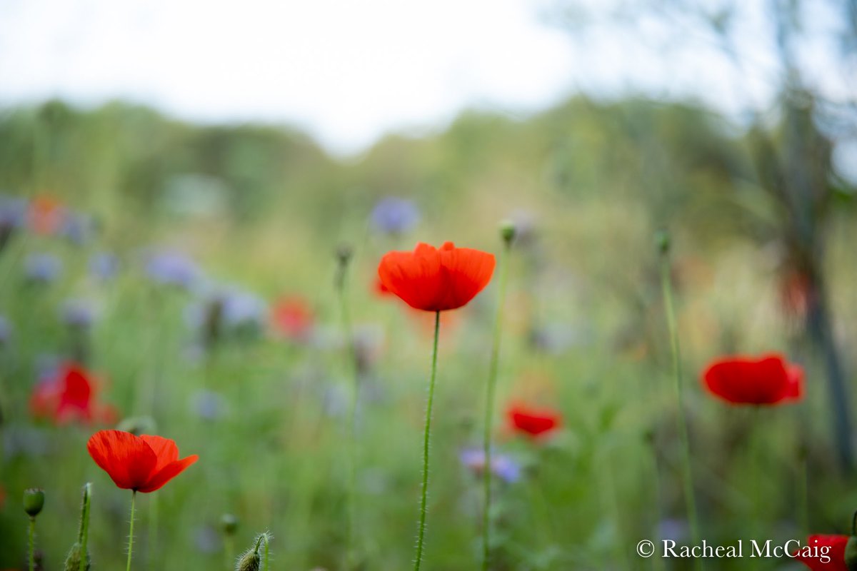RachealMc's tweet photo. #rememberthem #CanadaRemembers https://t.co/ojfvWxio26