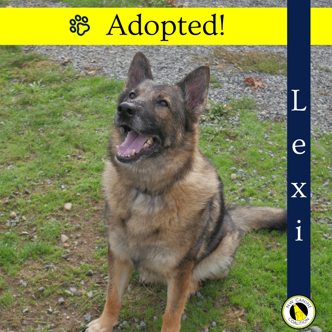 NW Canine Coalition is so proud to announce that our lovely pup friend Lexi with Red Waggin’ Rescue has found her forever home!
Thank you to Red Waggin' Rescue for partnering with us to shine a light on dogs in need of forever homes. Together, we Can-ine do it! 🐾