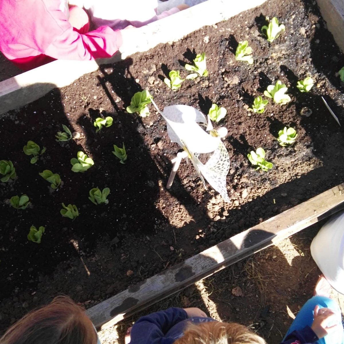 CEIPSanBerAlge's tweet photo. ¡Comienzan las primeras siembras !👩🌾👩🌾 En 4 años han inaugurado la nueva temporada del huerto sembrando 🥬🥬 #Huertoescolar #ProyectoAldea https://t.co/2P9j3pJpfK
