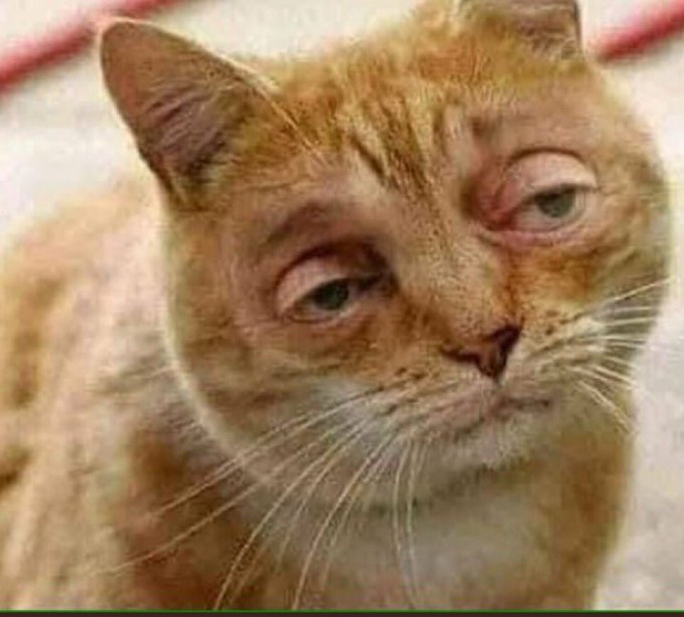 Cyn on Twitter: "bagi meme kucing teriak dong" / Twitter