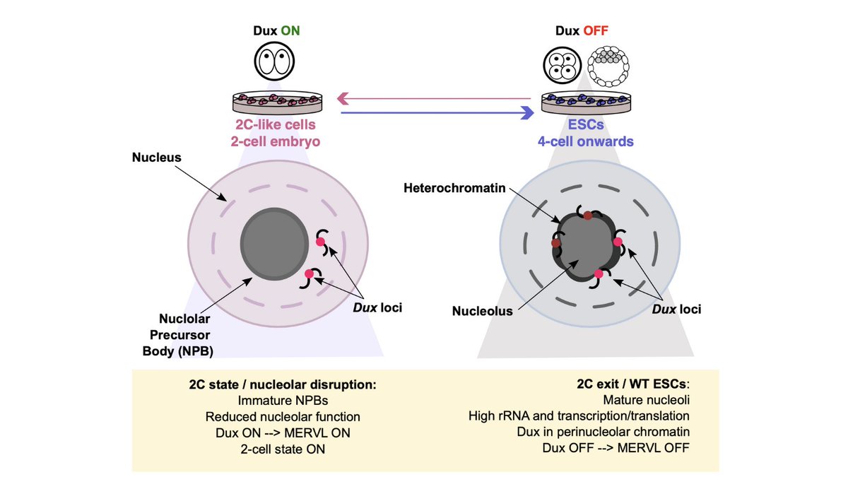 🚨NEW STORY 🚨Very excited to share the first preprint from our lab @MRC_LMS !! biorxiv.org/content/10.110… We reveal an intriguing requirement for nucleolar maturation for repression of Dux and the 2-cell (2C)-like state. (1/9) 🧵