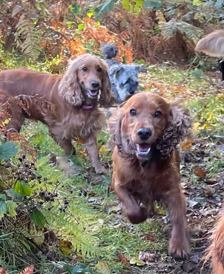 Beautiful 🐶 Bella and Bono went missing in Dungiven #derry a few days ago, and everyone's distraught. Can all our supporters please share this 🙏 and hope they are found <a href="/pauldunphy/">Paul Dunphy Esquire. 🏳️‍🌈</a> <a href="/Eleanor_McEvoy/">Eleanor McEvoy</a> <a href="/derrycityfc/">Derry City FC</a> <a href="/NoeleenMcLaugh2/">Noeleen McLaughlin</a> <a href="/AlexKane221b/">Alex.Kane</a> <a href="/mandy_mcauley/">Mandy McAuley</a> 🐶