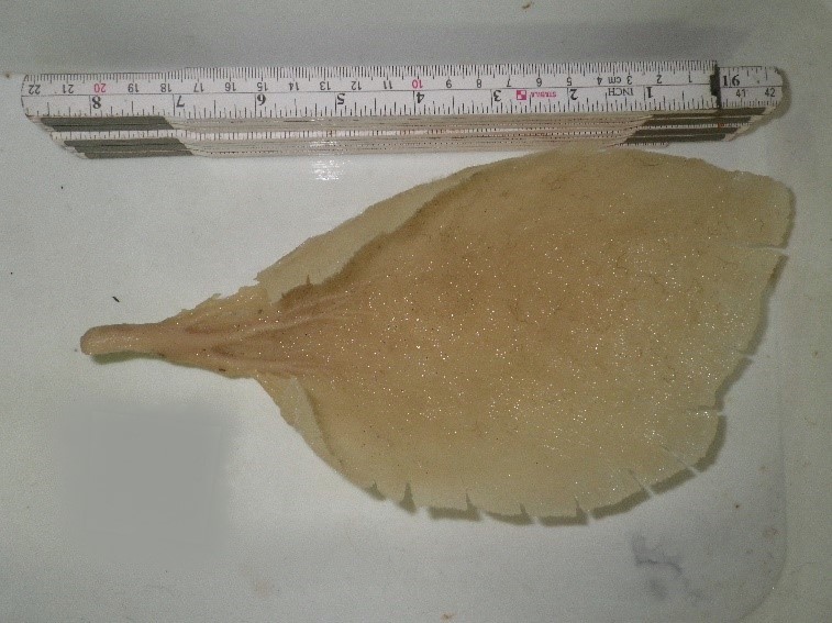 SAERI_FI's tweet photo. Through training with Dr Claire Goodwin @HuntsmanMarine researchers @SAERI_FI are able to start work on sponge collections improving our understanding of The Falkland Islands sponge fauna. #Phakellia #VMEProject https://t.co/zkPbZGsQBi