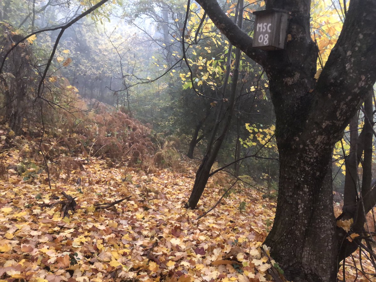 carme_galan's tweet image. Penúltim dia de treball de camp al #Montseny i quins colors més bonics ens regala el bosc 🍂, això si, jornada passada una mica per aigua🌧, oi @RubiaPeregrina_ ?🤣#ProjecteLiro