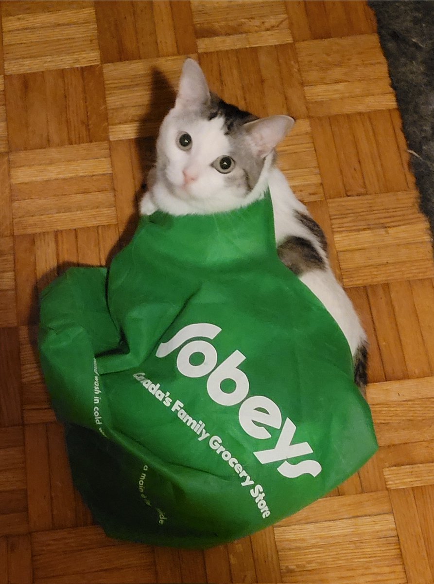 MaribethChrist1's tweet photo. I had to take a pic before I saved him from himself... @sobeys - you have fans of all kinds! π€£π€£ #CatsOfTwitter #bestgroceryshopever #helpmemommy https://t.co/zK3KBCj0IR