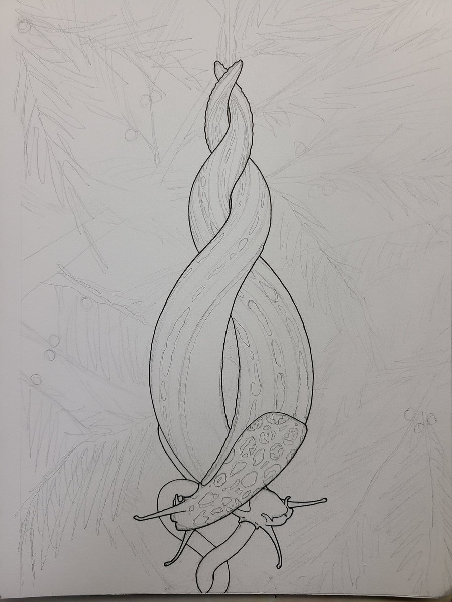 DesignBnb's tweet photo. Adding ink
#art #drawing #coloringbook #bugart #adultcoloringbook #entomology #entomologyart #bug #insects #slime #slug #slugsandsnails #slugart #slugsmating #mating #matingritual #leopardslug https://t.co/cHBOjAnHJh