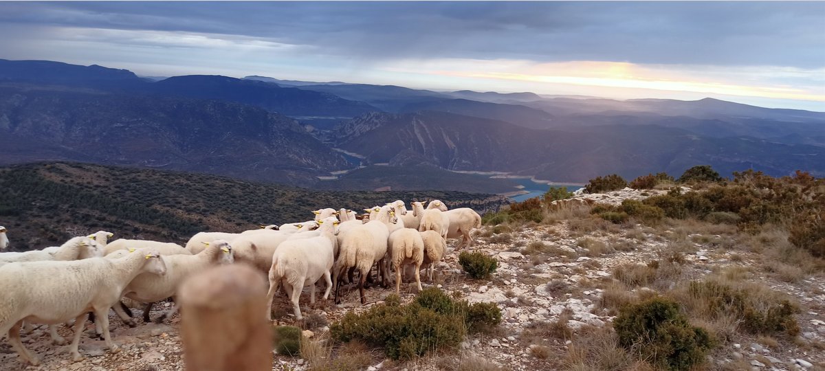 nendelxinco's tweet photo. Mentre jo fa hores que camino per aquestes muntanyes sense veure a ningú per tal de guanyar-me la vida dignament,en algun despatx d'una gran ciutat,s'estàn prenent decisions que afectaran a la meva manera de viure i treballar sense tan sols consultar-m'ho.
#sompastors
#somrurals https://t.co/xMyC82zupo