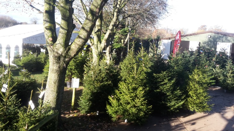 Christmas at Primrose Vale - mailchi.mp/28b24b10c379/c…