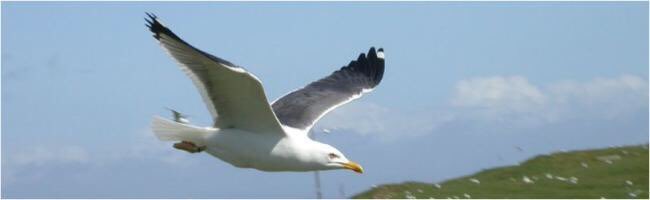 UofGMVLS's tweet photo. 🆕 Watch 👀 @UofGlasgow’s @RuediNager from @IBAHCM tonight on Landward at 8.30pm on @BBCScotland 📺 discussing how Scotland's gull populations are under threat and may need our protection, and the UofG research that is being done to learn more. 🐦 #COP26 https://t.co/7F4W8foTm5