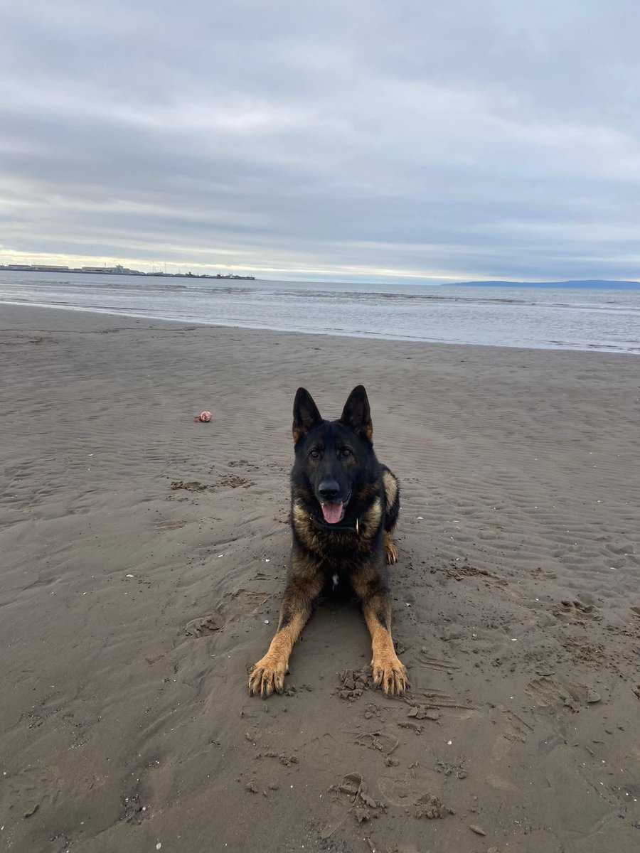 PDs Gunner & Elmo have been working at #GlasgowCop26 with their handlers PC Powles & PC Dawkins this week.   Today is their rest day & they are enjoying relaxing on the beach 🐾🐾
