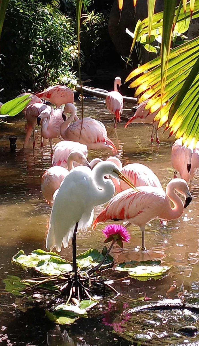 "The Interloper"😉 This shot is too beautiful to wait for #FlamingoFriday. Another lovely moment captured by our animal care staff member, Jane Wallace! 🦩
#sunkengardens #flamingos #floridabirding #florida #floridaegret #naturalflorida #tropicalgarden #chileanflamingos