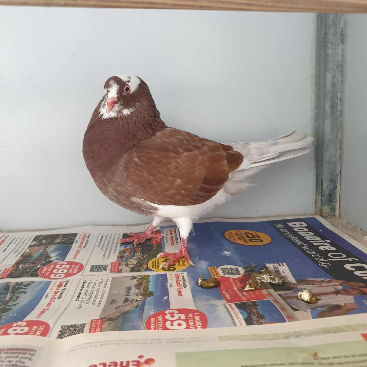 Dierenambulance de Wijs/Westland tweet media