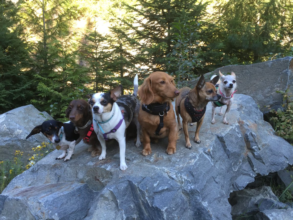 VickiF70's tweet photo. @DanaPerino My Idaho 6 pack. Percy is one lucky pup. He is very handsome. https://t.co/Ls1YZC7Gjs