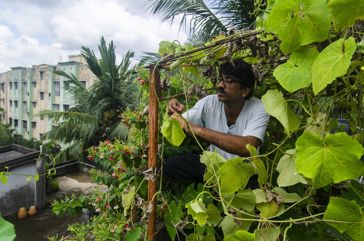 climatevisuals's tweet photo. In a rooftop garden in Kolkata, India, a man tends to his vines.

At #COP26 today the focus is on how cities can adapt to and mitigate climate change. As ever, you can learn about @ClimateOutreach's work at the summit on our website: https://t.co/VSHdg6OiKj

📷Sudip Maiti https://t.co/pIjRQudsKr