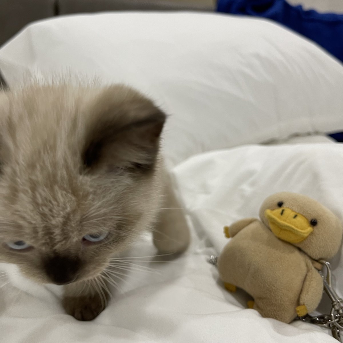 นักฆ่าเป็ดในตำนาน ฝุ่งฝุ่ง