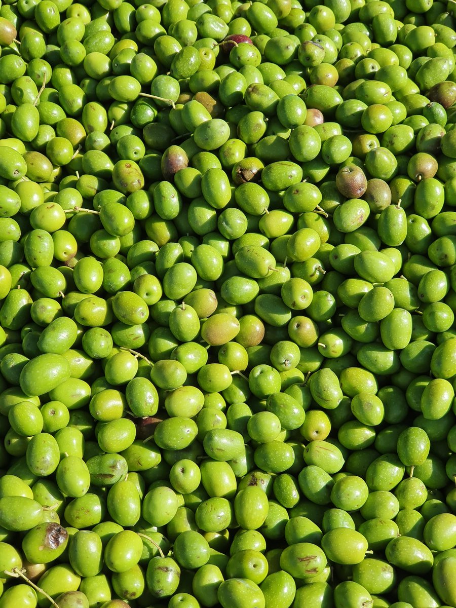 <a href="/ellapizcolorao/">el lápiz colorao</a> <a href="/AytoUmbrete/">Ayto. Umbrete</a> <a href="/RedGuadalinfo/">Vuela Guadalinfo</a> <a href="/aunahorade/">aunahorade</a> <a href="/U_Explorers/">Urban Explorers</a> <a href="/TxemaMarin/">Txema Marín </a> <a href="/sarappm/">Sara de la Peña</a> <a href="/adavidgarcia/">A.David García Pérez</a> <a href="/kidsanchic/">Rocio RivGen</a> <a href="/losblogsdemaria/">María</a> A por aceitunas y mosto en la #FiestaAceitunayMostoUmbrete