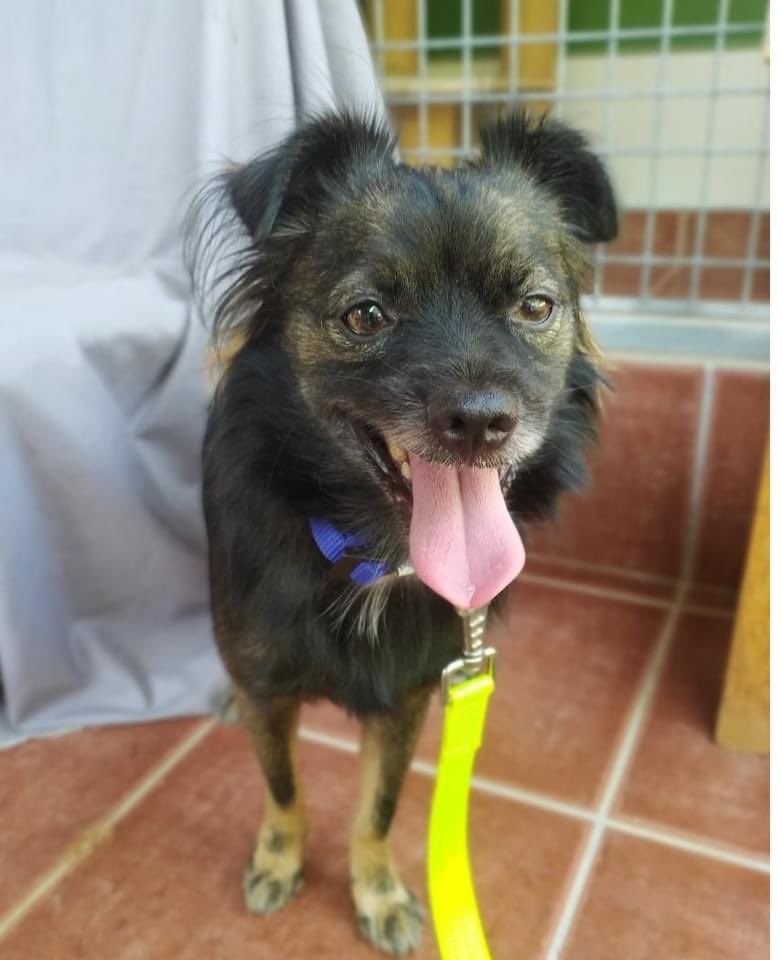 The Company of Dogs tweet media