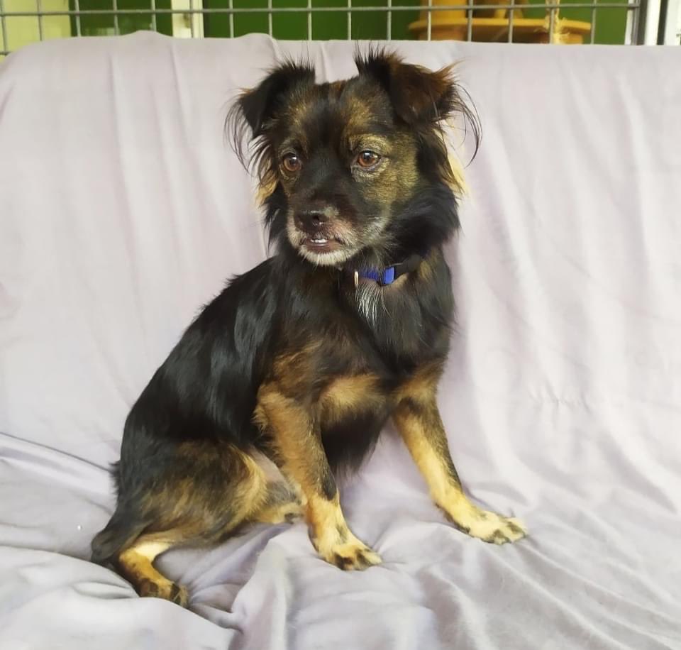 The Company of Dogs tweet media