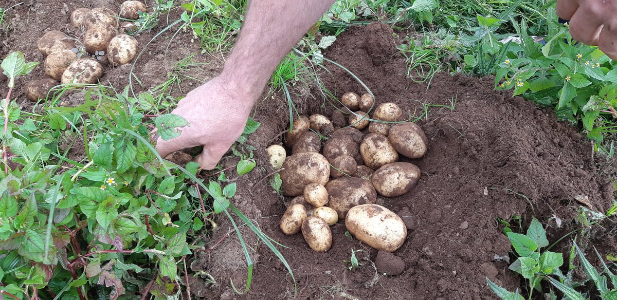 Farmers' Potato Academy (FPA) in Rwanda tweet media