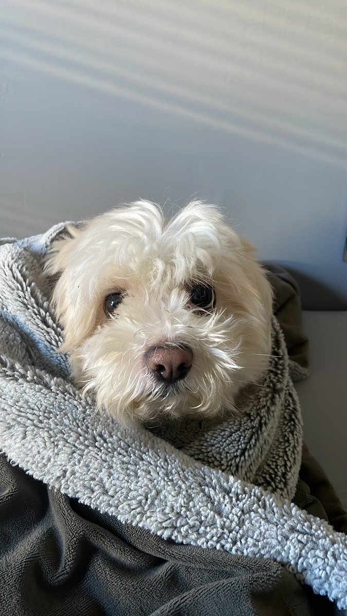 CityboyMach's tweet photo. My dog looks widowed https://t.co/Z8k2SngSc4