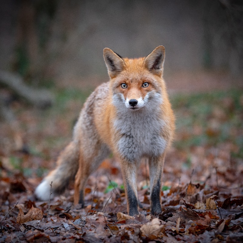 ProtectTheWild_'s tweet photo. We will never stop fighting for these animals. RT and follow 
@Keeptheban_  if you stand with us! 🦊 https://t.co/CThWxTcV3z