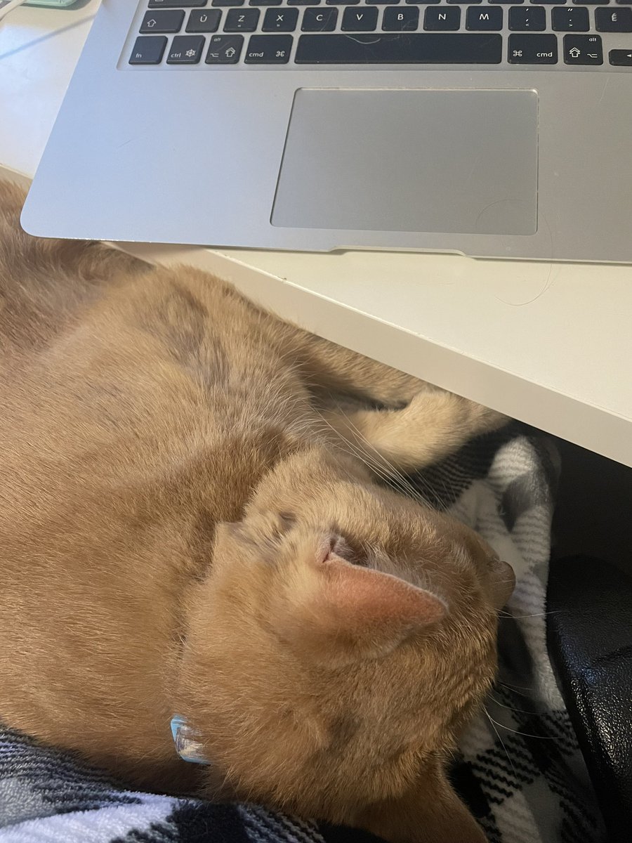 Emily_BrennanCE's tweet photo. Hey #Eval21 folks, let’s bring back #EvalPets for the last few days of the conference! Mine thinks he is the perfect virtual conference pal! https://t.co/N9MCd24z1t
