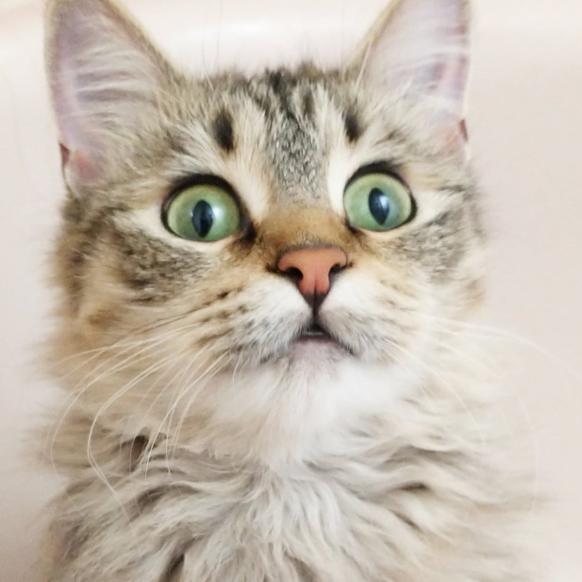 feistyfern_'s tweet photo. HI!! My name is Fern and I'm SO EXCITED to meet you! 😸 #CatsOfTwitter https://t.co/NNUKDWDOYA