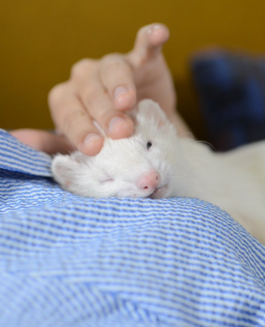 TheModernFerret's tweet photo. TAG somebody who needs a NAP (and maybe a scalp massage too) https://t.co/1UW4LILeOG