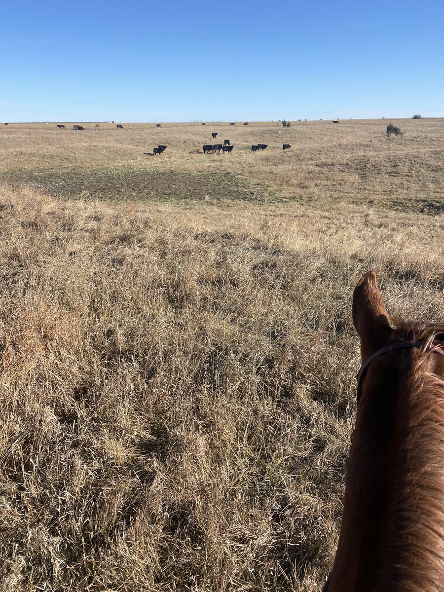 HappoldRyan's tweet photo. Last pasture to gather!!#angus #Nebraska https://t.co/pcEMH52diC