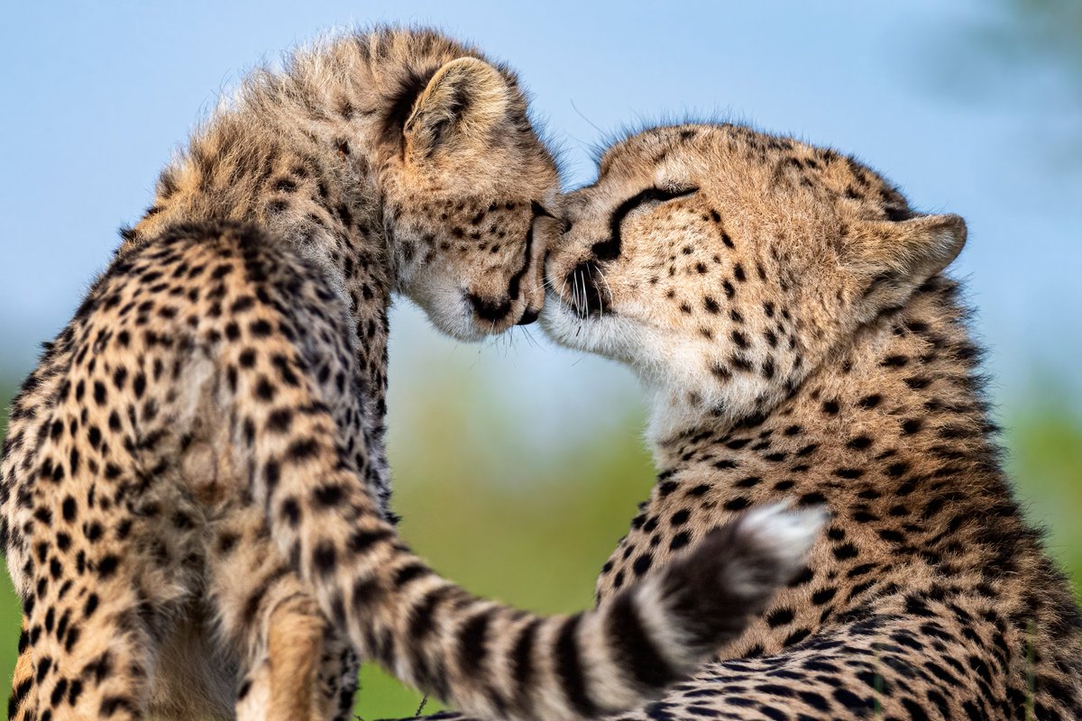 OlPejeta's tweet photo. Mingle with the mighty lion, meet the northern white rhinos or watch love in the wild at the comfort of your own home with Ol Pejeta’s virtual safaris. 💜 These interactive virtual sessions offer fresh, inspiring, engrossing, and effective learning content. https://t.co/j27IMS4nYu