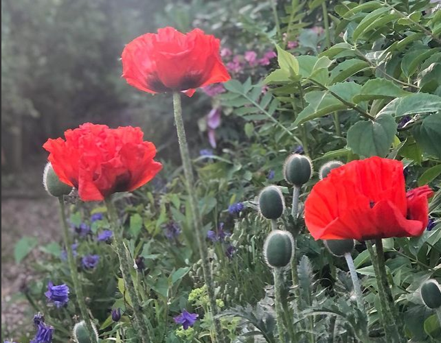 Lest we forget.❤️

#ArmisticeDay