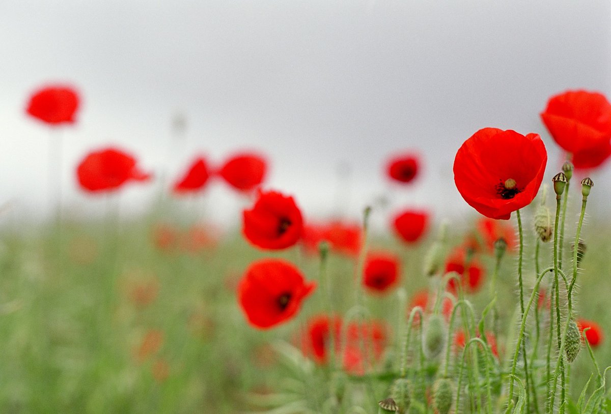 #LestWeForget

We wish you and your loved ones a reflective, enriching Remembrance Day.