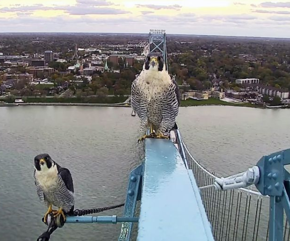 Here's looking at you, falcons. 

What a great shot of these beautiful birds on the Ambassador Bridge. 

📷 Ambassador Bridge