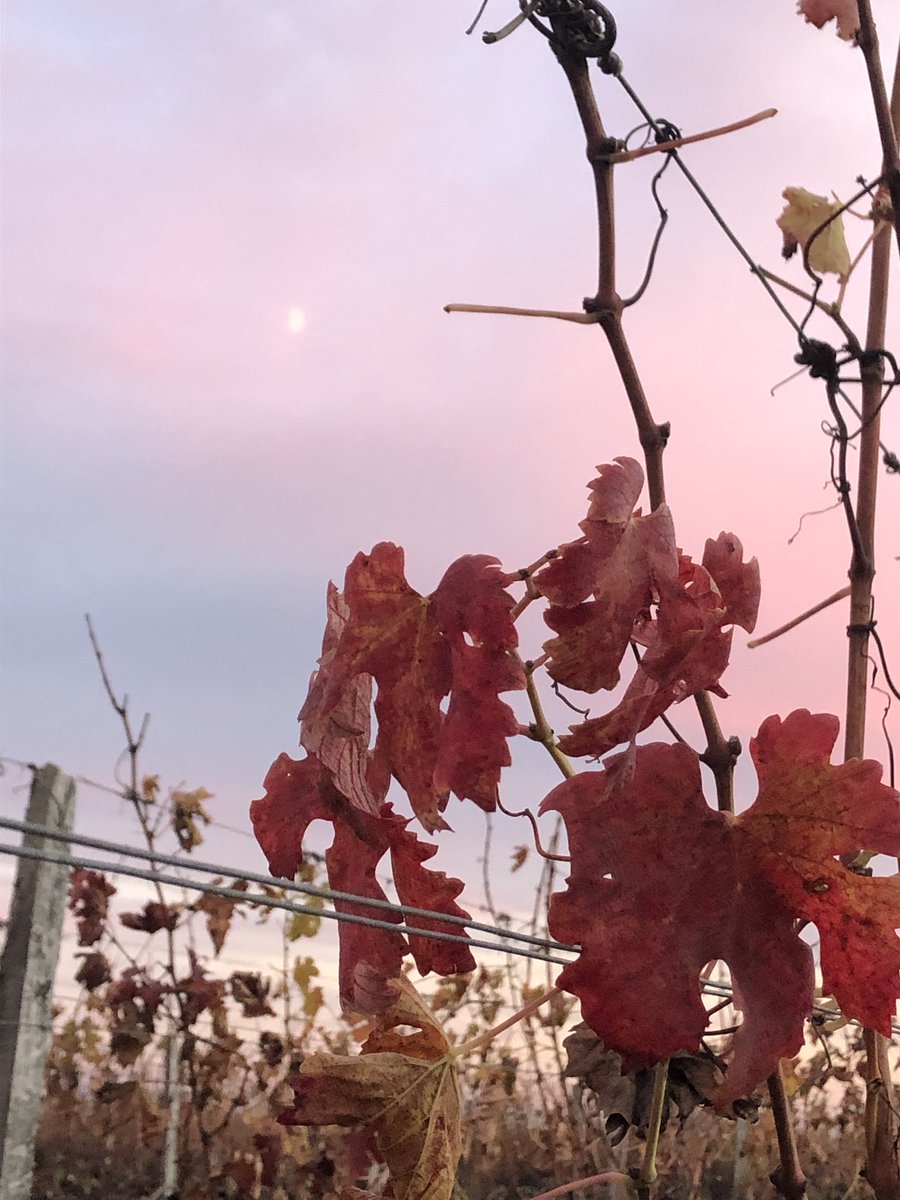 Hall_of_wine's tweet photo. Couleurs d’automne, crépuscule naissant. La #vigne est de toutes beautés ce soir. #cin #winewinelovers #medoc #auromne #degustation #amateurdevin #nature #vie #nft #art #wineart #nftwine https://t.co/HQBD6IEZIO