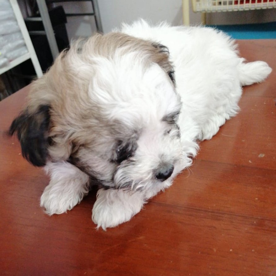 Aww todo chikito todo bomnito <3