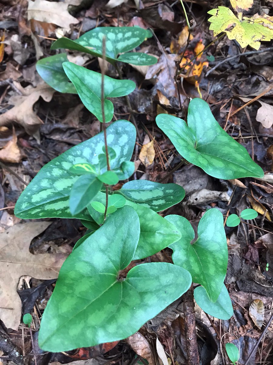 GardenGalGA's tweet photo. What are those intriguing heart shaped leaves? The fallen leaves in my oak, hickory, &amp; tupelo forrest help to create the humus rich soil that #Asarumarifolium loves. Known as #HeartleafGinger this #georgianativeplant charms my heart &amp; the woodland landscape. https://t.co/8f3I1A54dv