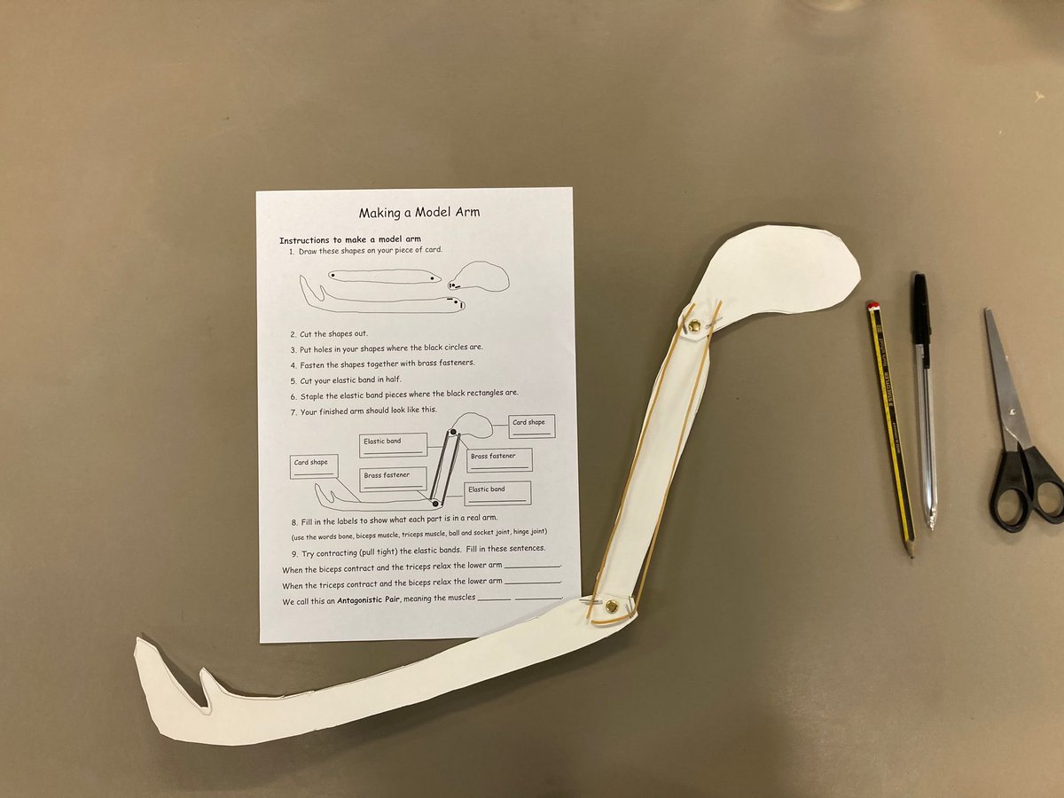 bhs_biodept's tweet photo. Year 9 students enjoyed making model arms today to show antagonistic muscle action  💪🏿 https://t.co/yxFmKpTo8r