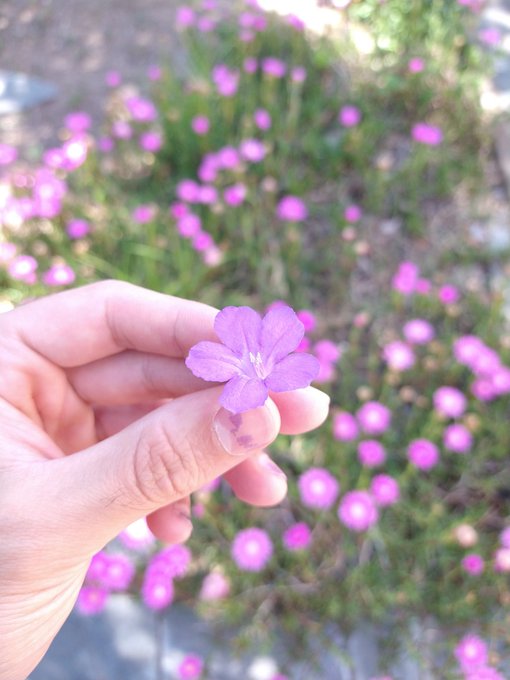 Las peque&ntilde;as cosas son las mas hermosas. https://t.co/SQOgKWYSAo