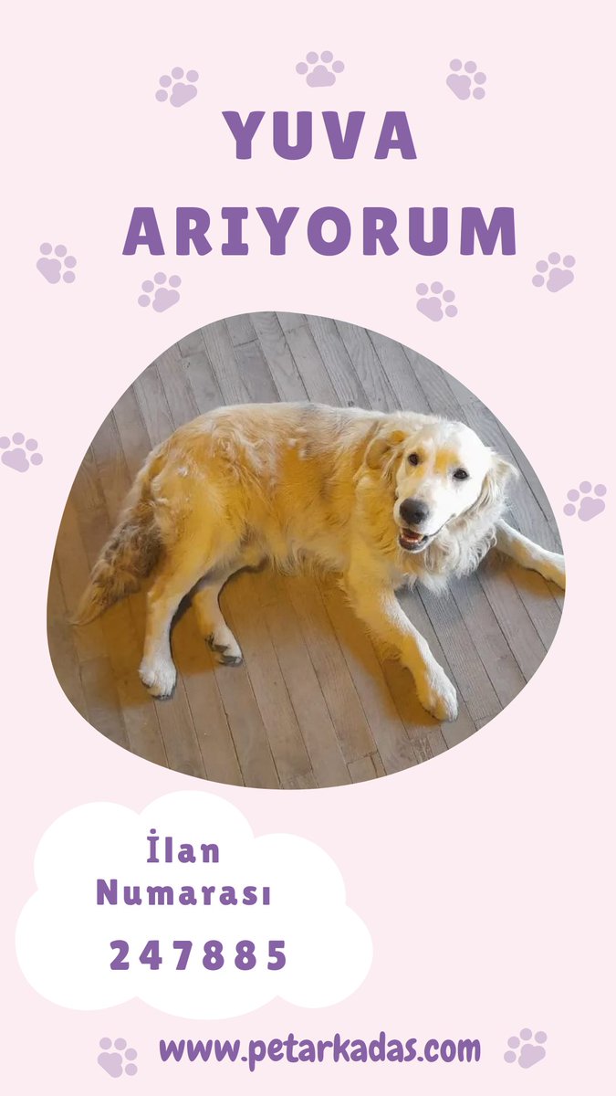 petarkadas.com/petbul adresinden yuva arayan sevimli dostlarımızdan birisiyle sıcak yuvanızı paylaşmak ister misiniz?

#satinalmasahiplen #kedisahiplendirme #köpeksahiplendirme