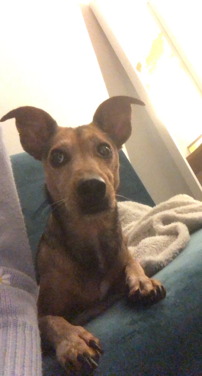 madosaurius's tweet photo. and this is why i had no time to play lately…

twitter, meet Kali 🥰🤍 https://t.co/ANNHLrfq0e