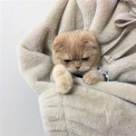 Photo by Obsessed with cats (@CatssObsessed)