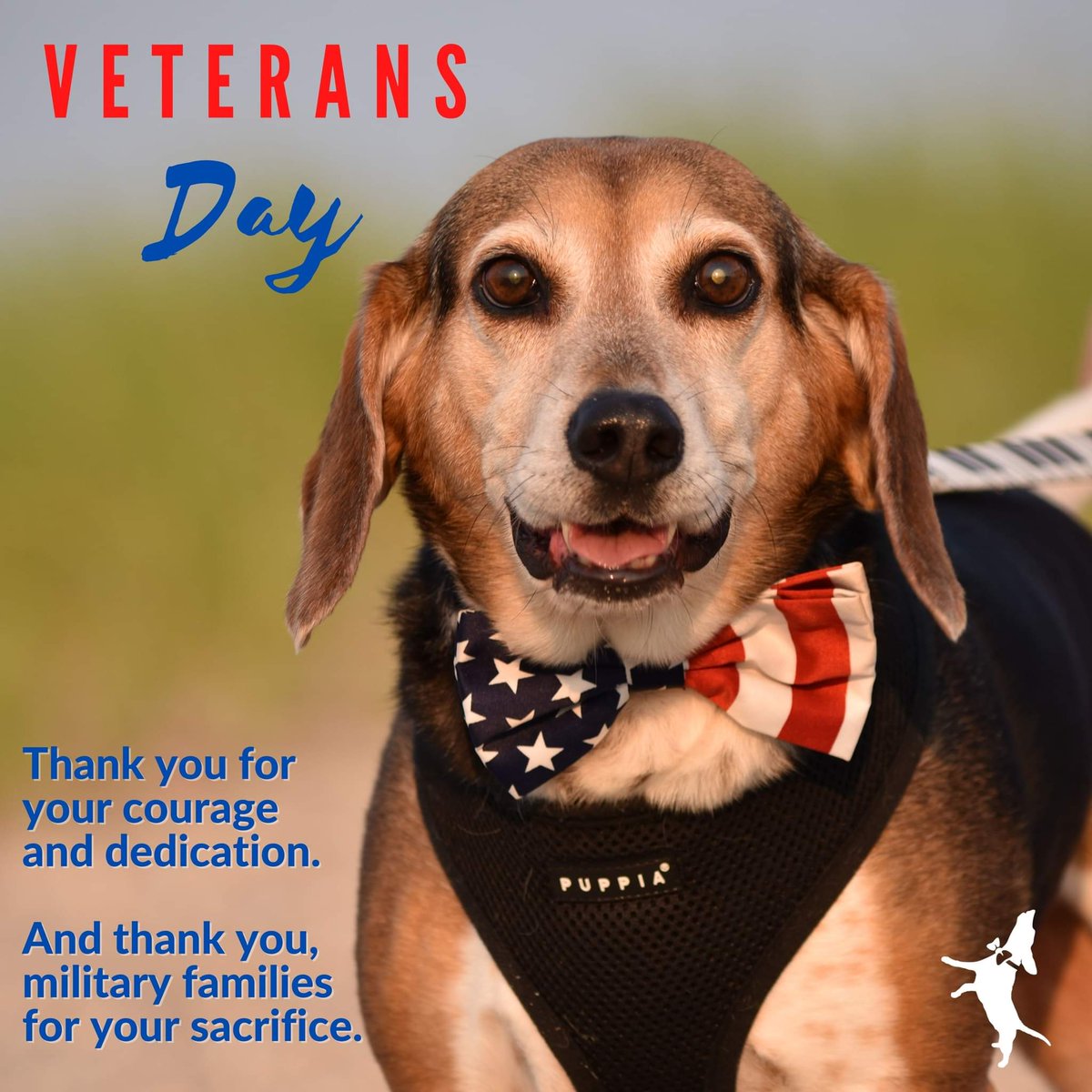 buddymercurydog's tweet image. #VeteransDay2021 #buddymercury